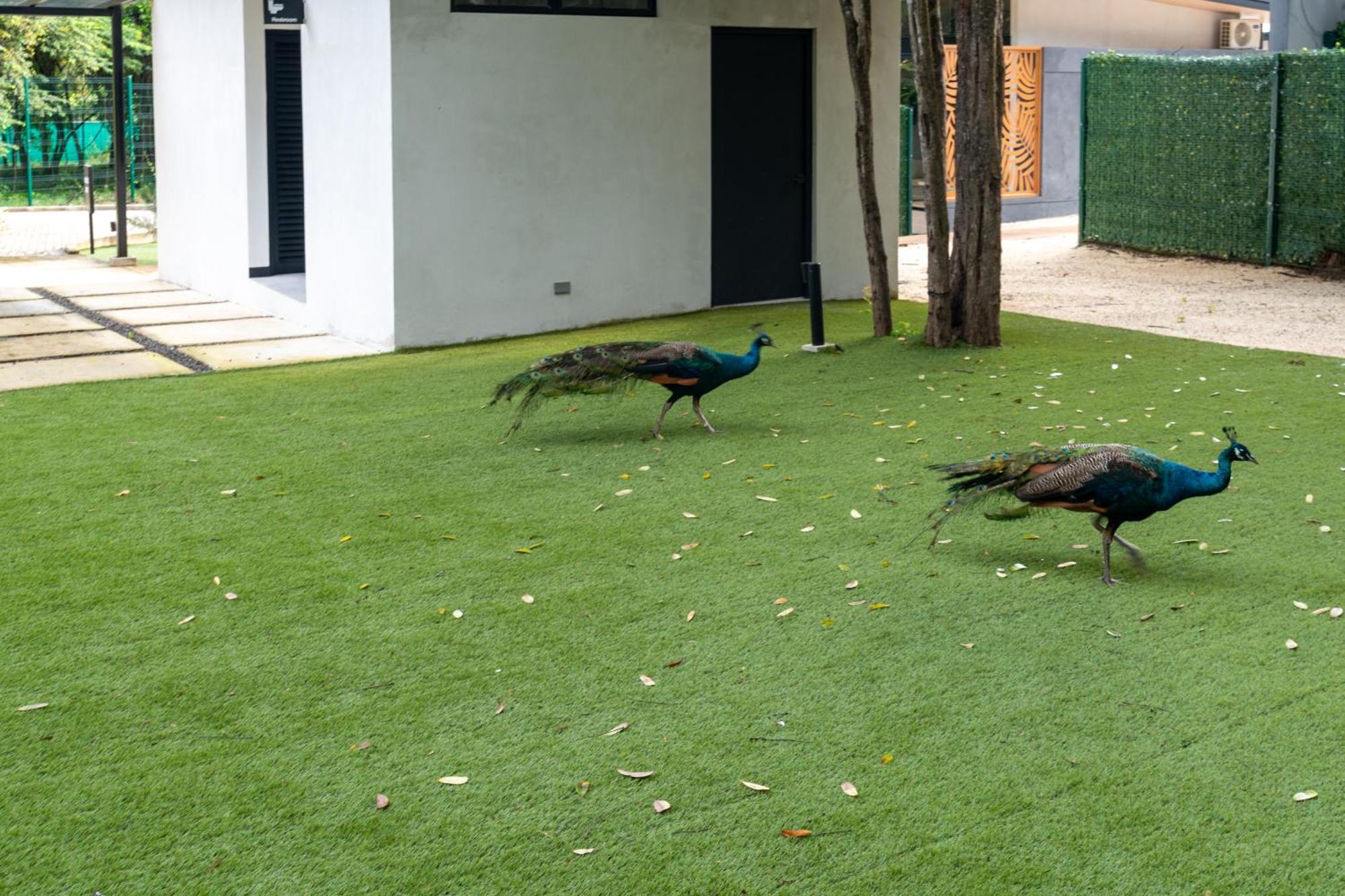 Epic Tamarindo Boutique Hotel Villarreal Eksteriør billede