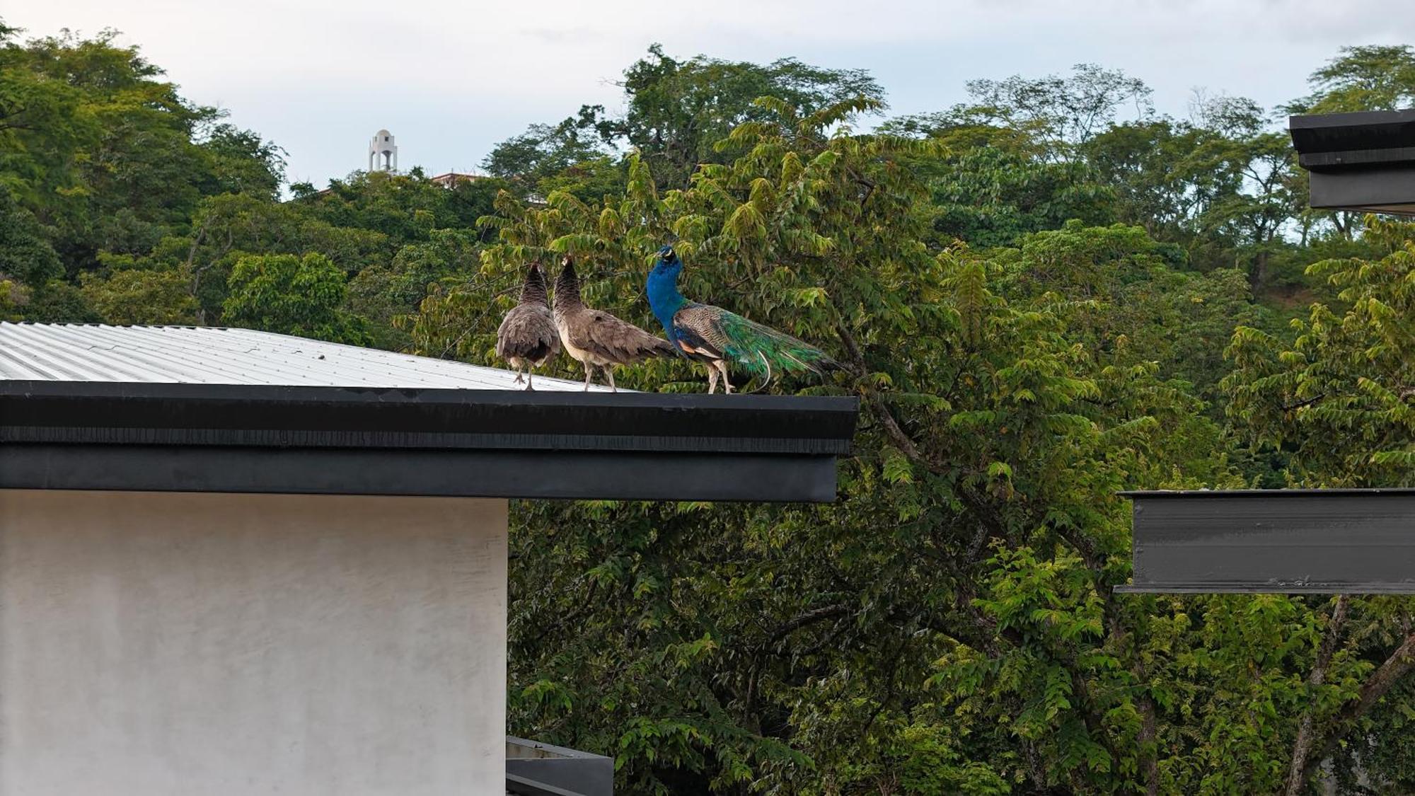 Epic Tamarindo Boutique Hotel Villarreal Eksteriør billede